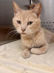 Shelter Stray Female Cat last seen Near Bridgeview Rd, 21225, MD, 301 Stockholm St, Baltimore, MD 21230, USA