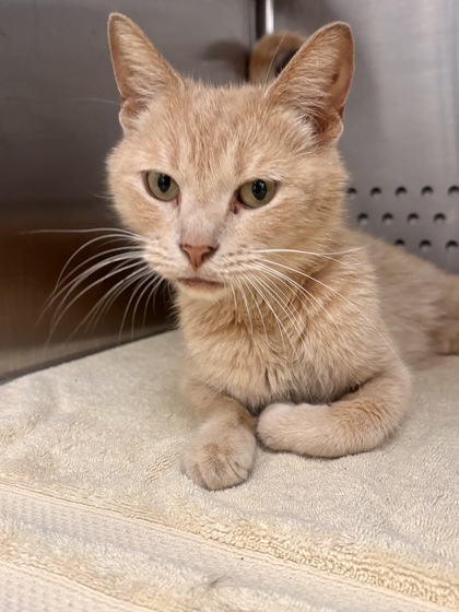 Shelter Stray Female Cat last seen Near Bridgeview Rd, 21225, MD, 301 Stockholm St, Baltimore, MD 21230, USA