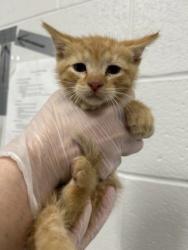 Shelter Stray Male Cat last seen Near Bridgeview Rd, 21225, MD, 301 Stockholm St, Baltimore, MD 21230, USA