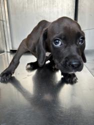 Shelter Stray Male Dog last seen Near BURKE RD, East District, TX, 355 Hillshire Dr, Haslet, TX 76052, USA