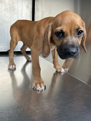 Shelter Stray Male Dog last seen Near BURKE RD, East District, TX, 355 Hillshire Dr, Haslet, TX 76052, USA