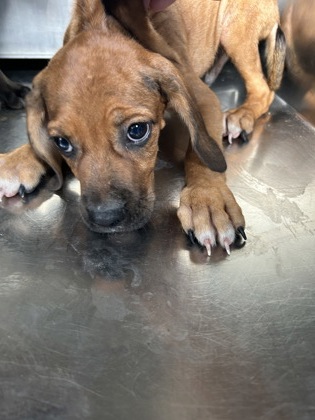 Shelter Stray Male Dog last seen Near BURKE RD, East District, TX, 355 Hillshire Dr, Haslet, TX 76052, USA