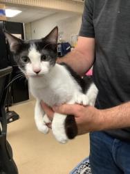 Shelter Stray Female Cat last seen Near Chauncery Pl, West District, TX, 355 Hillshire Dr, Haslet, TX 76052, USA