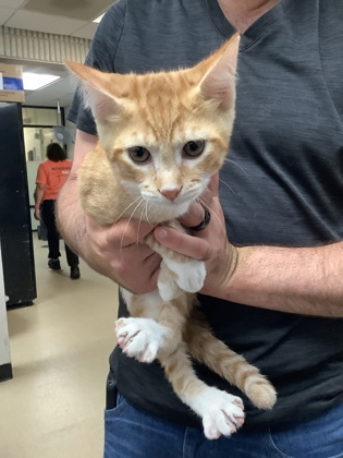 Shelter Stray Male Cat last seen Near Chauncery Pl, West District, TX, 355 Hillshire Dr, Haslet, TX 76052, USA