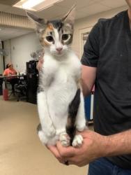 Shelter Stray Female Cat last seen Near Chauncery Pl, West District, TX, 355 Hillshire Dr, Haslet, TX 76052, USA