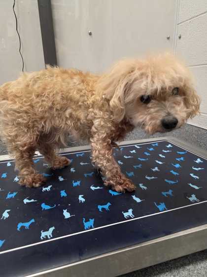 Shelter Stray Male Dog last seen unknown, Sevier County, TN, 1008 Old Knoxville Hwy, Sevierville, TN 37862, USA