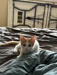 Shelter Stray Female Cat last seen St Jude in car, Memphis, TN, 935 Farm Rd, Memphis, TN 38134, USA