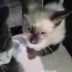 Shelter Stray Female Cat last seen Front porch, Memphis, TN, 935 Farm Rd, Memphis, TN 38134, USA