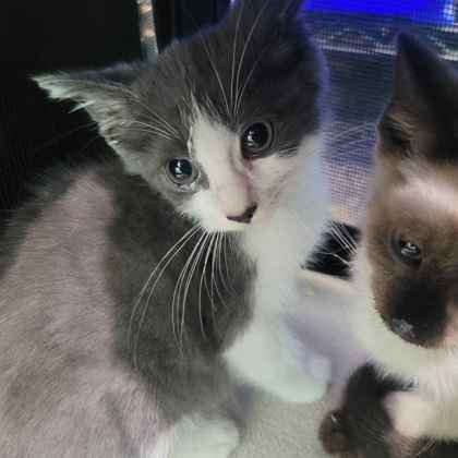 Shelter Stray Male Cat last seen Front porch, Memphis, TN, 935 Farm Rd, Memphis, TN 38134, USA