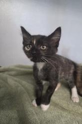 Shelter Stray Female Cat last seen Near kneupper st, Zone 3, TX, 8755 Farm to Market 1516, Converse, TX 78109, USA