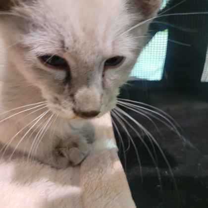 Shelter Stray Male Cat last seen Front porch, Memphis, TN, 935 Farm Rd, Memphis, TN 38134, USA