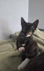 Shelter Stray Female Cat last seen Near kneupper st, Zone 3, TX, 8755 Farm to Market 1516, Converse, TX 78109, USA