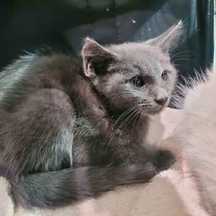 Shelter Stray Male Cat last seen Front porch, Memphis, TN, 935 Farm Rd, Memphis, TN 38134, USA