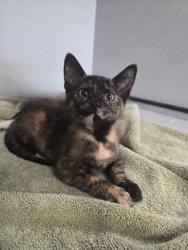 Shelter Stray Female Cat last seen Near kneupper st, Zone 3, TX, 8755 Farm to Market 1516, Converse, TX 78109, USA