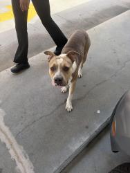 Found/Stray Male Dog last seen Sonic, Spring Lake, NC 28390