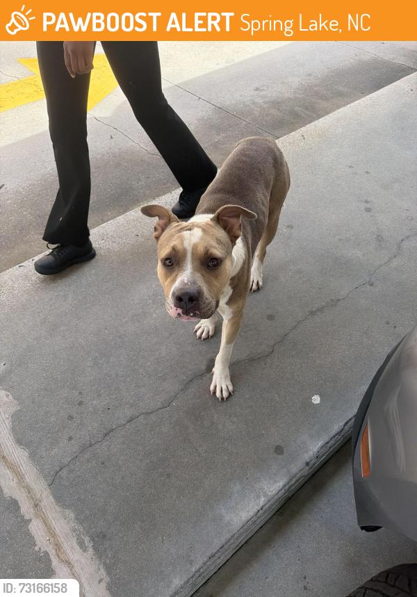 Found/Stray Male Dog last seen Sonic, Spring Lake, NC 28390