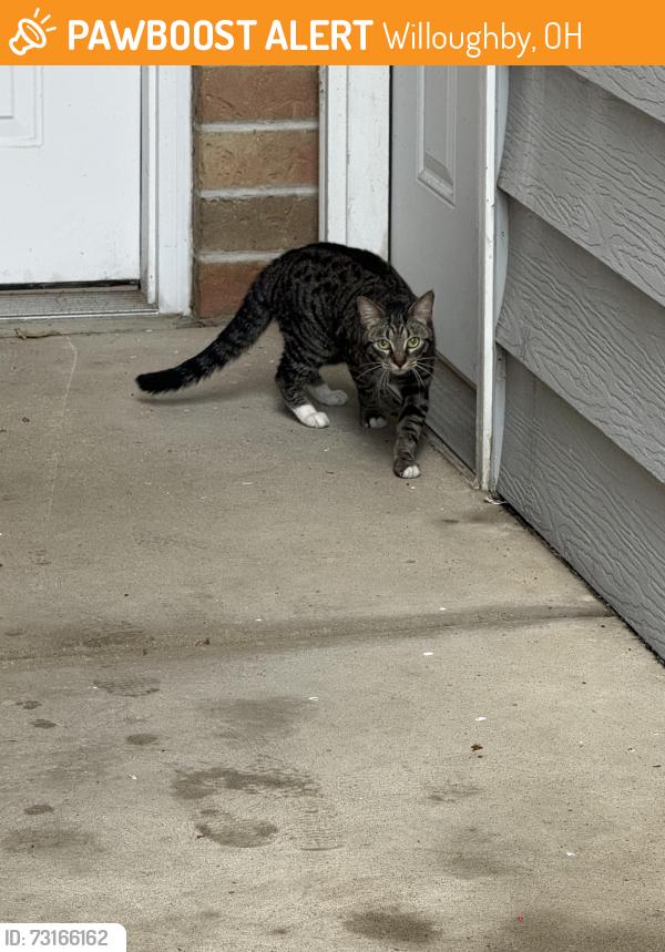 Found/Stray Unknown Cat last seen Tamarac building U closer to lakeshore than lost nation, Willoughby, OH 44094