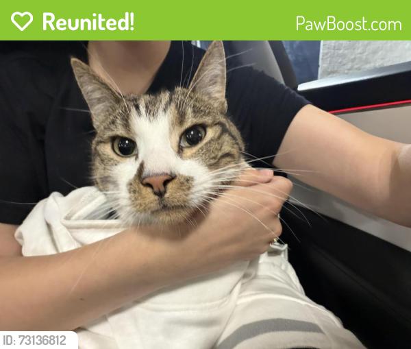 Reunited Unknown Cat last seen Near 124th Ave NE, Kirkland, WA 98034, Kirkland, WA 98034