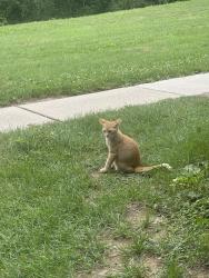 Found/Stray Unknown Cat last seen Pennswood apmts, Harrisburg, PA 17109