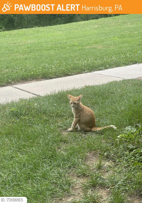 Found/Stray Unknown Cat last seen Pennswood apmts, Harrisburg, PA 17109