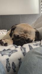 Lost Female Dog last seen Peeble creek Antioch dr, Nashville, TN 37013