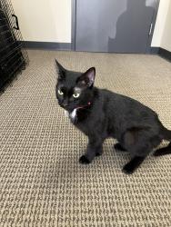 Found/Stray Female Cat last seen Weston Ranch apmts, Madison, AL 35757