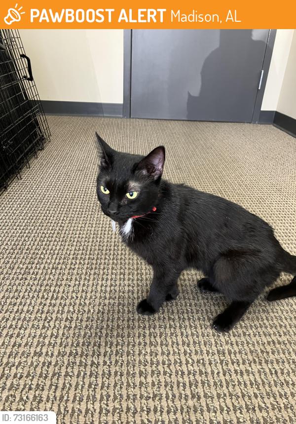 Found/Stray Female Cat last seen Weston Ranch apmts, Madison, AL 35757