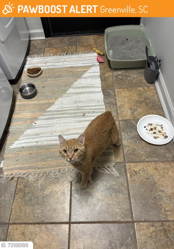 Found/Stray Male Cat last seen Henderson Rd, Laurens Rd, Greenville, SC 29607