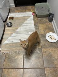 Found/Stray Male Cat last seen Henderson Rd, Laurens Rd, Greenville, SC 29607
