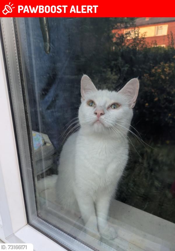 Lost Female Cat last seen Butcher Hill. Lea farm road., Hawksworth, England LS5 3PH
