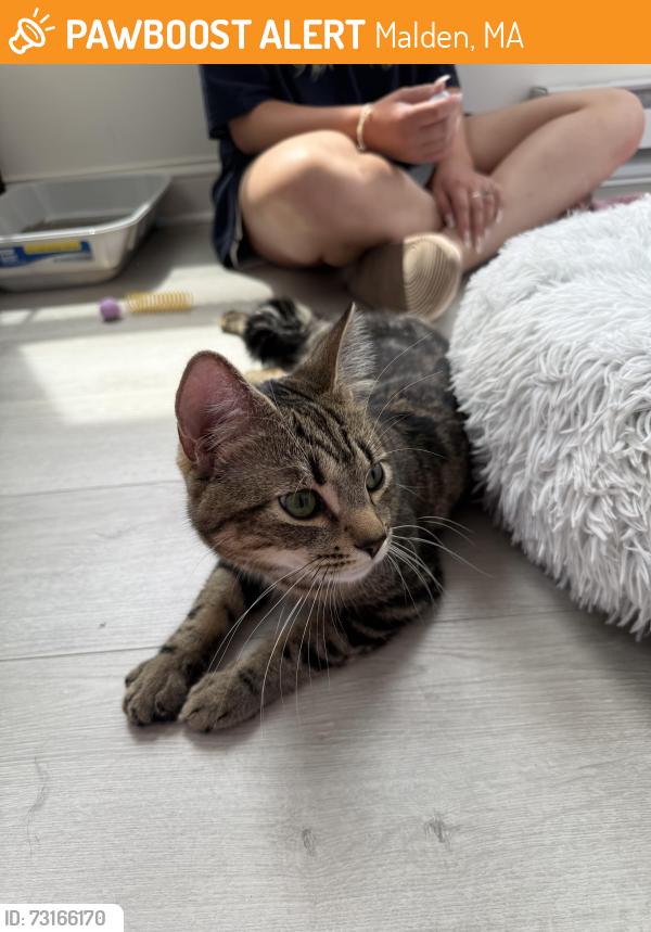 Found/Stray Male Cat last seen Clark st malden ma, Malden, MA 02148
