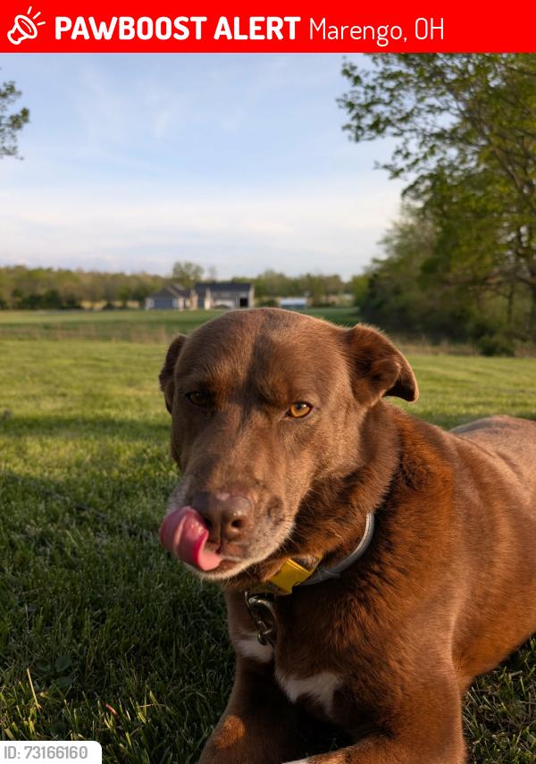 Lost Female Dog last seen County Rd 26, Marengo, OH 43334