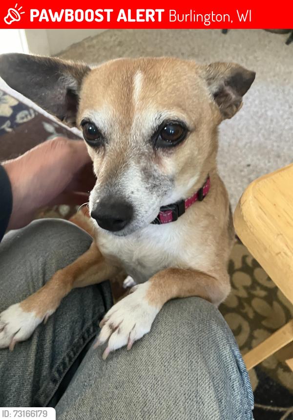 Lost Female Dog last seen Ribar, Burlington, WI 53105