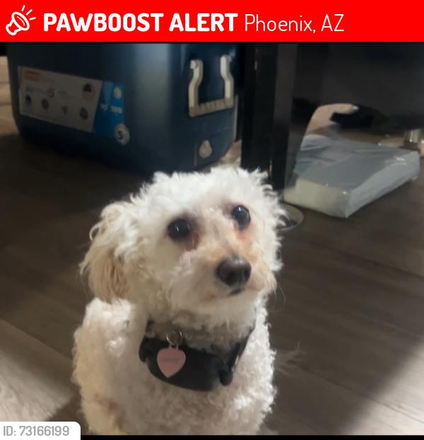 Lost Female Dog last seen Near north 46th drive, Phoenix, AZ 85019