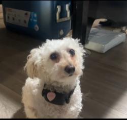 Lost Female Dog last seen Near north 46th drive, Phoenix, AZ 85019