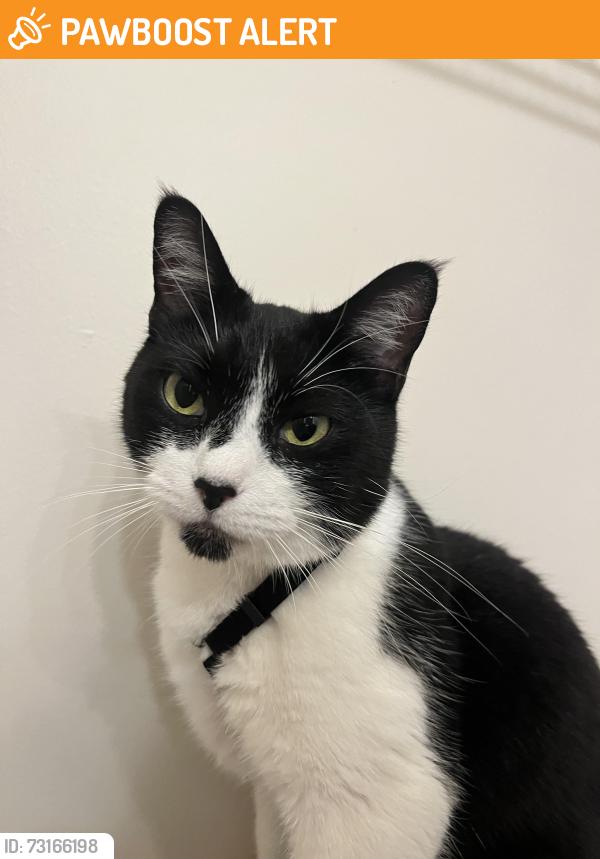 Found/Stray Female Cat last seen By Kroger and dunkin, Sugarcreek Township, OH 45305