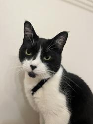 Found/Stray Female Cat last seen By Kroger and dunkin, Sugarcreek Township, OH 45305
