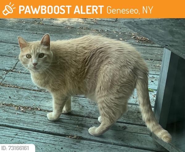 Found/Stray Male Cat last seen Lakeville Groveland Road between Longpoint and Booher Hill Roads, Geneseo, NY 14454