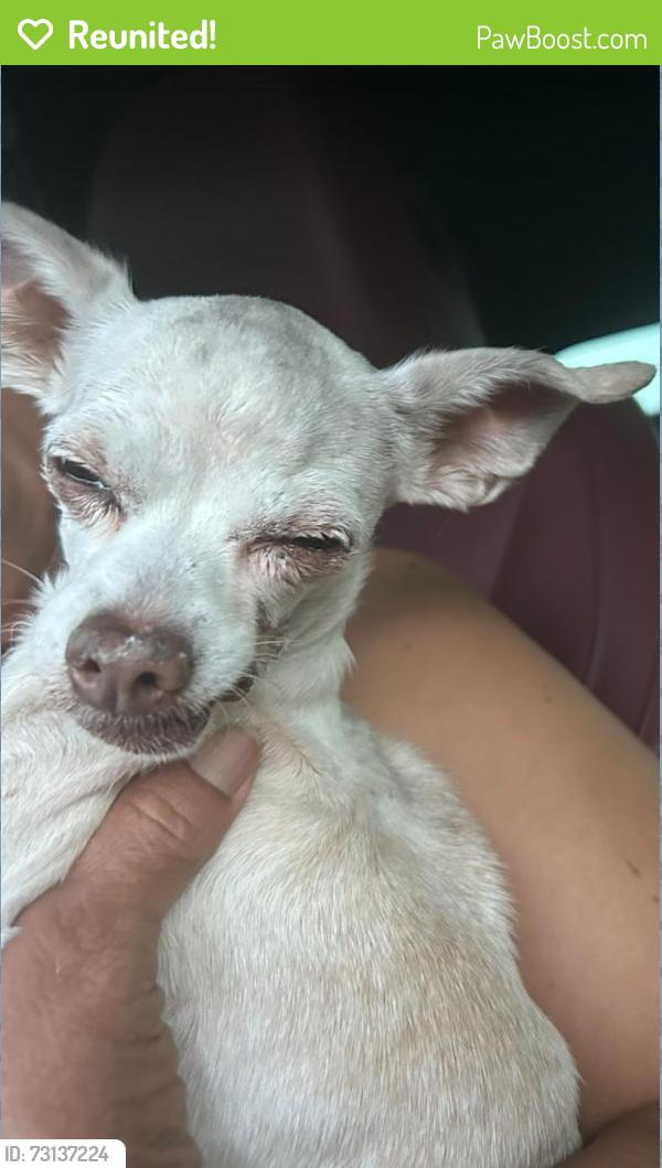 Reunited Female Dog last seen Giles and Mazatlán street, El Paso, TX 79915