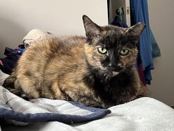 Lost Female Cat last seen Moss Brook Falls neighborhood off Pope Road, Winston-Salem, NC 27127