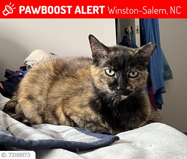 Lost Female Cat last seen Moss Brook Falls neighborhood off Pope Road, Winston-Salem, NC 27127