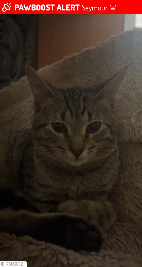 Lost Male Cat last seen Vanden Heuvel Rd & County VV by Isaar Inn, Seymour, WI 54165