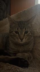 Lost Male Cat last seen Vanden Heuvel Rd & County VV by Isaar Inn, Seymour, WI 54165