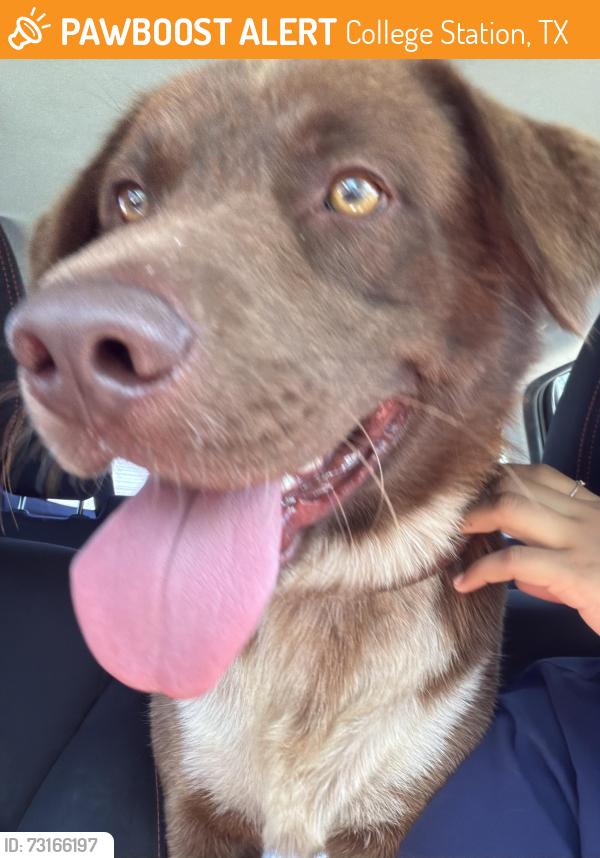 Found/Stray Male Dog last seen van horn drive and rio grande ave, College Station, TX 77845