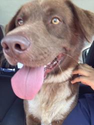 Found/Stray Male Dog last seen van horn drive and rio grande ave, College Station, TX 77845