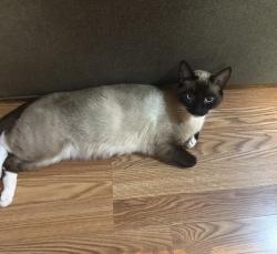 Lost Female Cat last seen Sappers way Chilliwack, Chilliwack, BC V2R 0G7