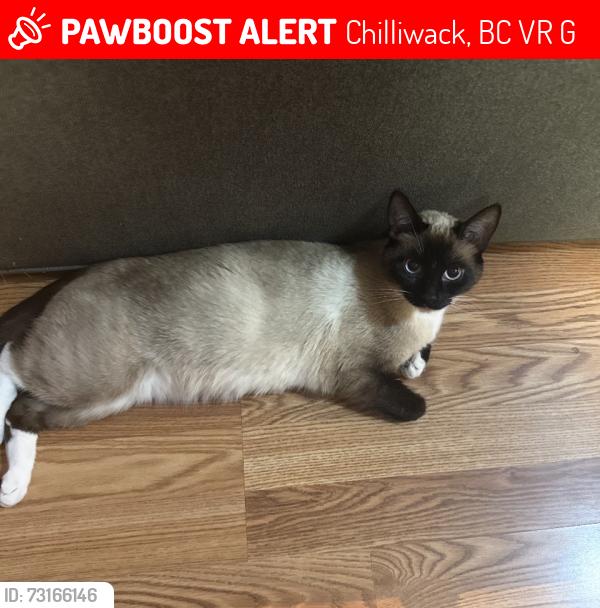 Lost Female Cat last seen Sappers way Chilliwack, Chilliwack, BC V2R 0G7