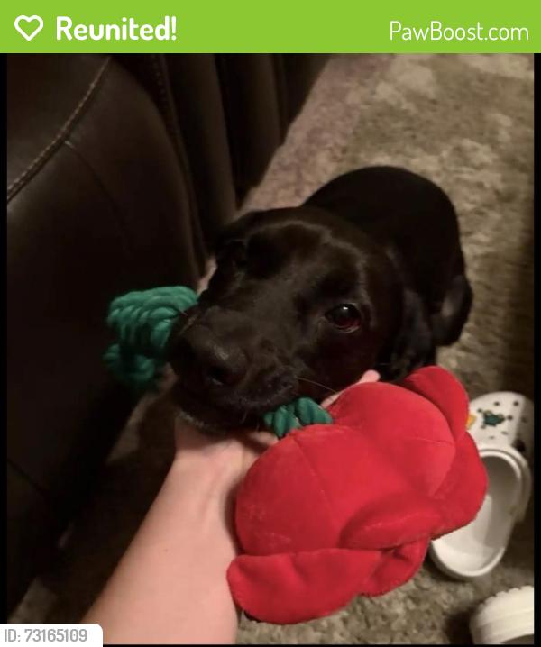 Reunited Female Dog last seen Chase Dr & Hwy184, Bakersfield, CA 93306