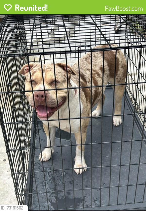 Reunited Male Dog last seen Last seen by greynalds park area/North Miami Beach, North Miami Beach, FL 33162