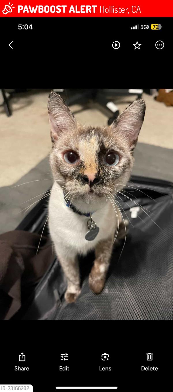 Lost Female Cat last seen behind the old kmart, Hollister, CA 95023